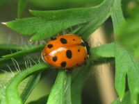 Hippodamia variegata