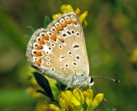 Polyommatus icarus