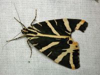 Euplagia quadripunctaria