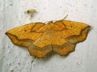 Epione repandaria