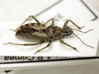 Coranus