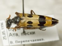 Meloidae
