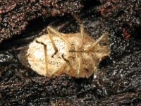 Dolycoris baccarum