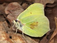 Gonepteryx rhamni