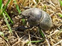 Lethrus apterus