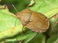 Eurygaster