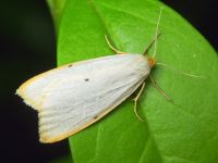 Cybosia mesomella