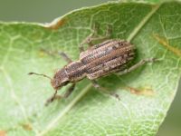 Sitona macularius