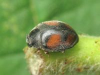 Scymnus frontalis
