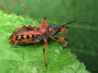 Rhynocoris iracundus