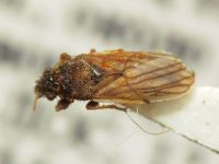 Camptotelus lineolatus