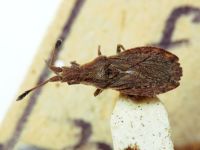 Spathocera lobata