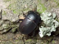 Pedinus femoralis