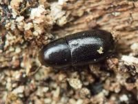 Orthocis perrisi