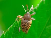 Curculio (Curculio) glandium