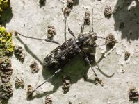 Xylotrechus rusticus
