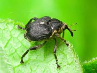 Mononychus punctumalbum