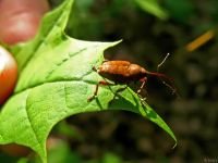 Curculio (Curculio) glandium