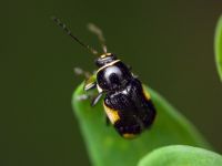 Cryptocephalus (Cryptocephalus) moraei