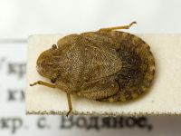 Sciocoris microphthalmus