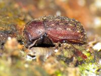 Aesalus ulanowsky