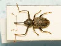 Dorytomus longimanus