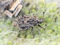Tingis (Tropidocheila) ragusana