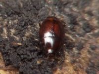 Acritus minutus
