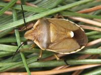 Chlorochroa pinicola