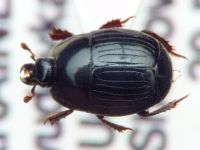 Atholus duodecimstriatus
