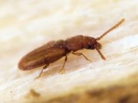 Cryptolestes duplicatus