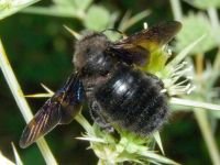 Xylocopa
