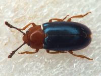 Triplax aenea