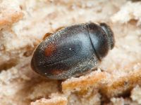 Scymniscus biflammulatus