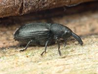 Magdalis (Odontomagdalis) armigera
