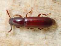 Corticeus (Corticeus) unicolor