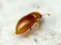 Mycetaea subterranea