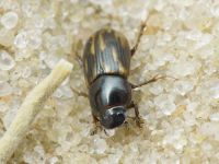 Aphodius