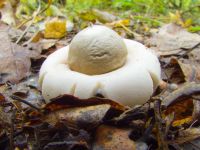 Fungi