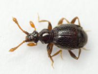 Bryaxis bulbifer