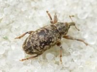 Dorytomus rubrirostris