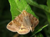 Euclidia glyphica
