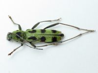 Cerambycidae