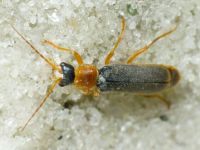 Cantharis lateralis