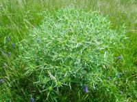 Eryngium campestre