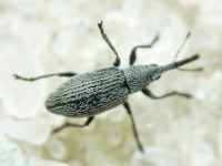 Catapion seniculus
