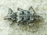 Coniocleonus hollbergii
