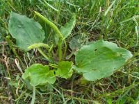Plantago media