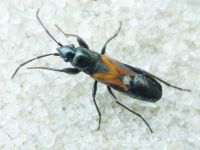 Pterotmetus staphyliniformis