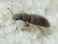 Monotoma brevicollis